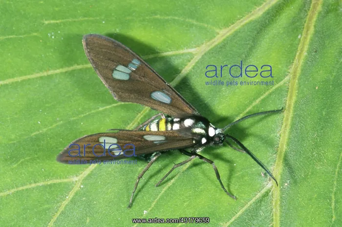 : Tropical Ctenuchid Moth, Ecuador : Tropical Ctenuchid Moth, Ecuador