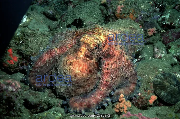 : Tropical Day OCTOPUS : Tropical Day OCTOPUS