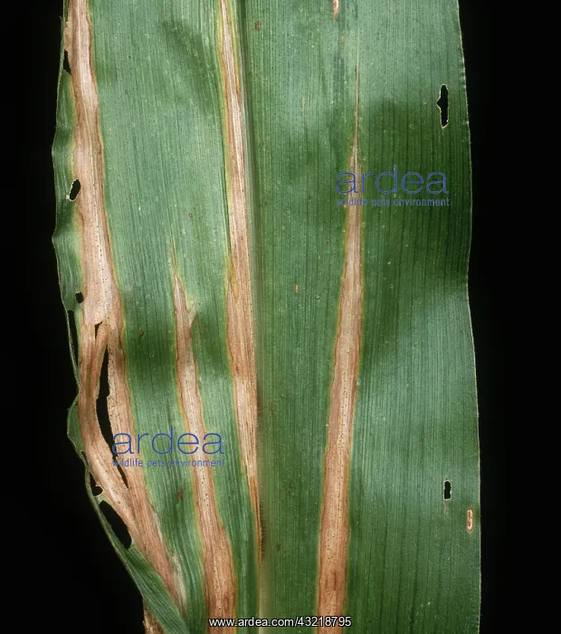 : Tropical diplodia on Corn : Tropical diplodia on Corn