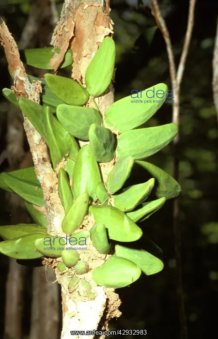 : A tropical epiphytic plant (Dischidia major) whose : A tropical epiphytic plant (Dischidia major) whose