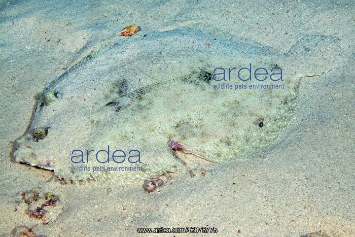 : Tropical flounder (Bothus lunatus) Flatfish Peacock : Tropical flounder (Bothus lunatus) Flatfish Peacock