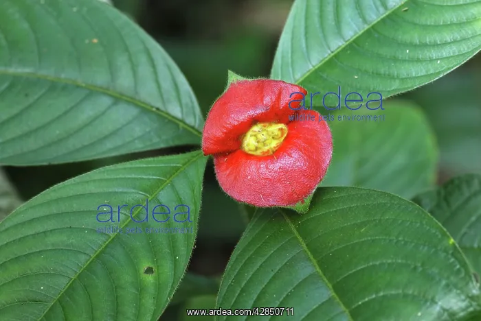 : Tropical Flower : Tropical Flower