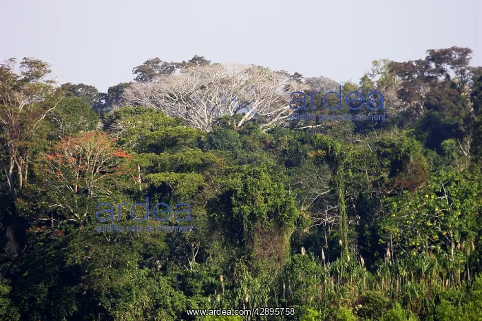 : Tropical forest : Tropical forest
