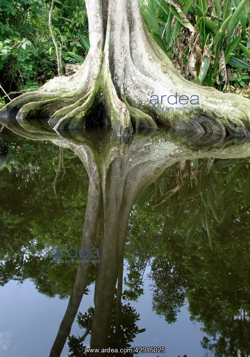 : Tropical Forest - Buttress roots : Tropical Forest - Buttress roots