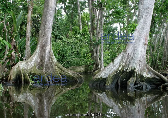 : Tropical Forest - Buttress roots in water : Tropical Forest - Buttress roots in water