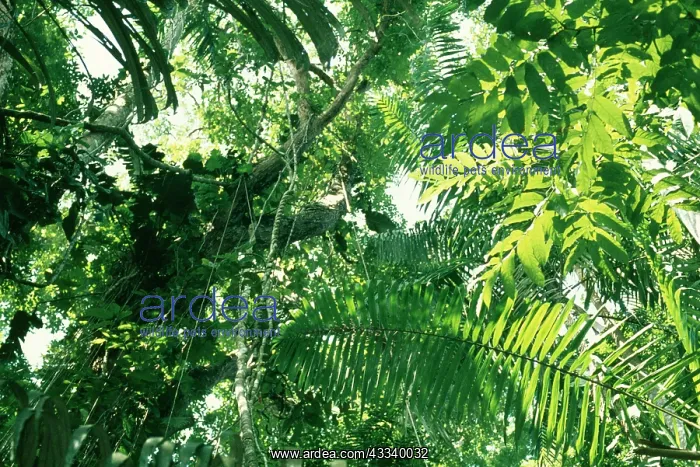 : Tropical Forest - Canopy : Tropical Forest - Canopy