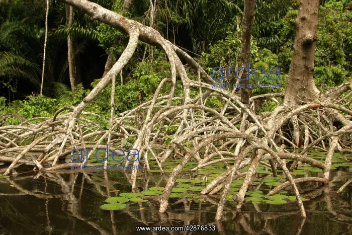 : Tropical FOREST - Chimpanzee habitat : Tropical FOREST - Chimpanzee habitat