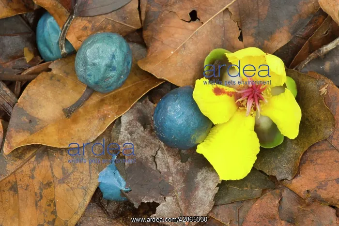 : tropical fruit and flower mix - fruits of the Blue : tropical fruit and flower mix - fruits of the Blue