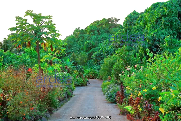 : The Tropical Garden in Opunohu, a garden with : The Tropical Garden in Opunohu, a garden with