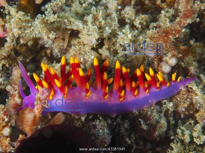 : Tropical gas flame (Cuthona sibogae), thread snail : Tropical gas flame (Cuthona sibogae), thread snail
