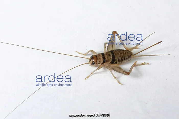 : Tropical house cricket : Tropical house cricket