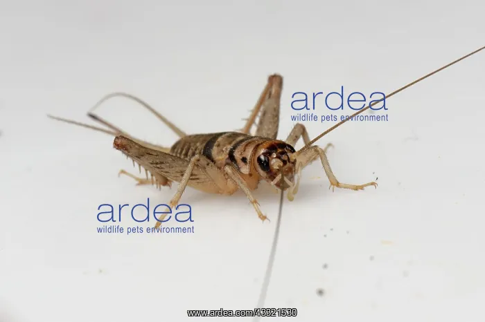 : Tropical house cricket : Tropical house cricket