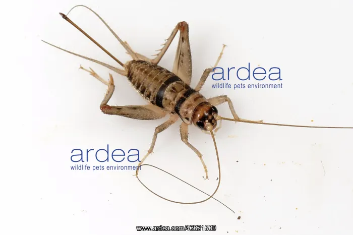 : Tropical house cricket : Tropical house cricket