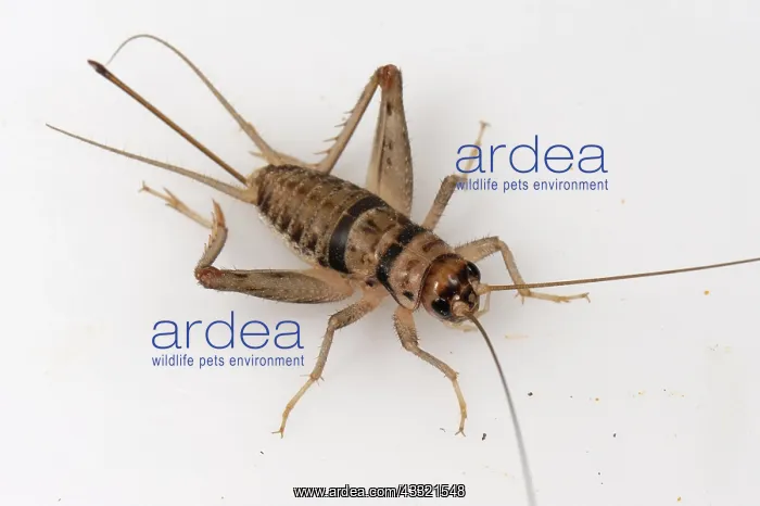 : Tropical house cricket : Tropical house cricket