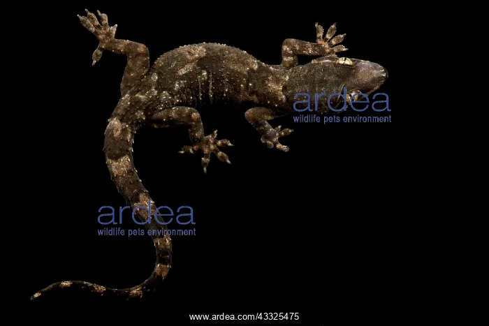 : Tropical House Gecko (Hemidactylus benguellensis : Tropical House Gecko (Hemidactylus benguellensis