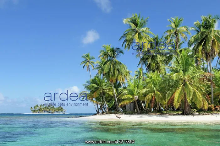 : Tropical island, beach with palm trees, Cayos los : Tropical island, beach with palm trees, Cayos los