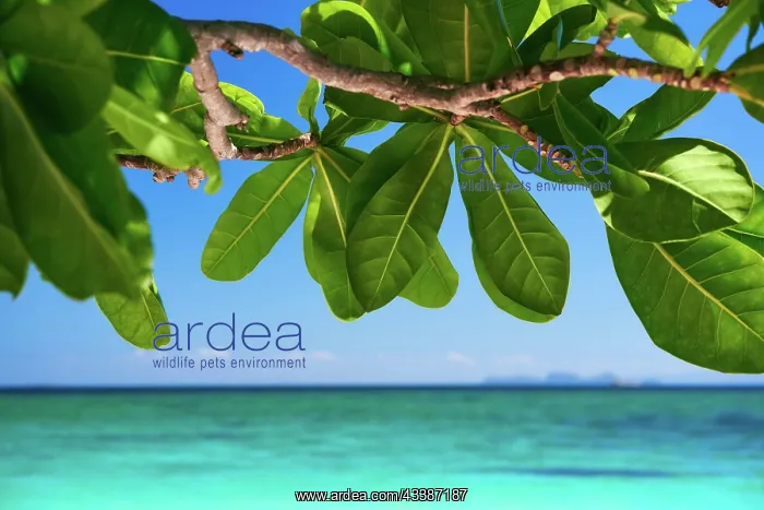 : Tropical island nature background. Vacation, tra : Tropical island nature background. Vacation, tra
