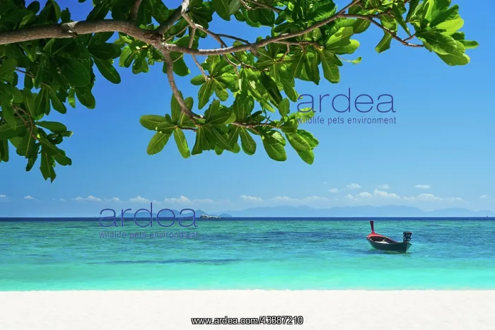 : Tropical island nature background. Vacation, tra : Tropical island nature background. Vacation, tra