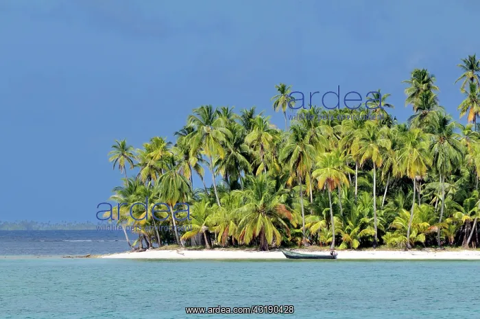 : Tropical island with palm trees, Cayos Los Grullos : Tropical island with palm trees, Cayos Los Grullos