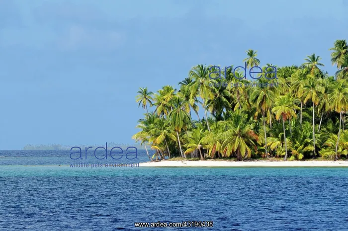 : Tropical island with palm trees, Cayos Los Grullos : Tropical island with palm trees, Cayos Los Grullos