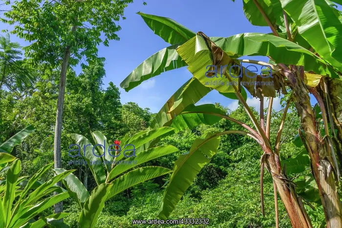 : Tropical jungle, Chiapas, Mexico, Central America : Tropical jungle, Chiapas, Mexico, Central America