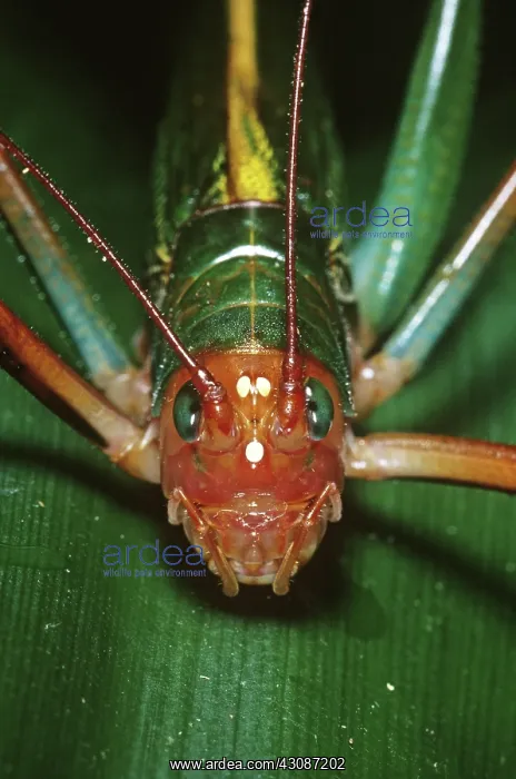 : Tropical Katydid : Tropical Katydid