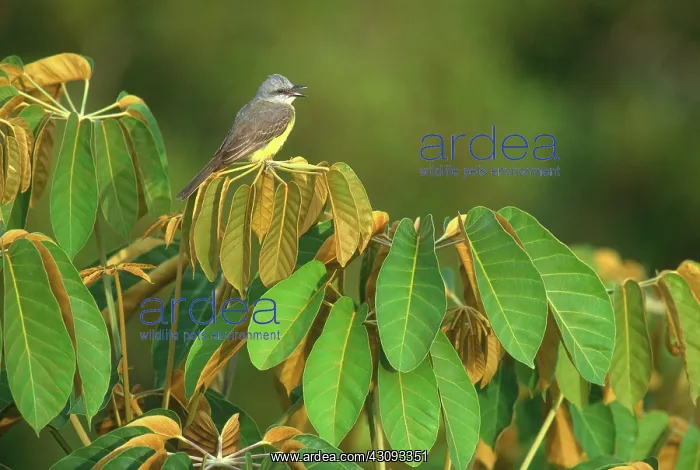 : Tropical Kingbird : Tropical Kingbird