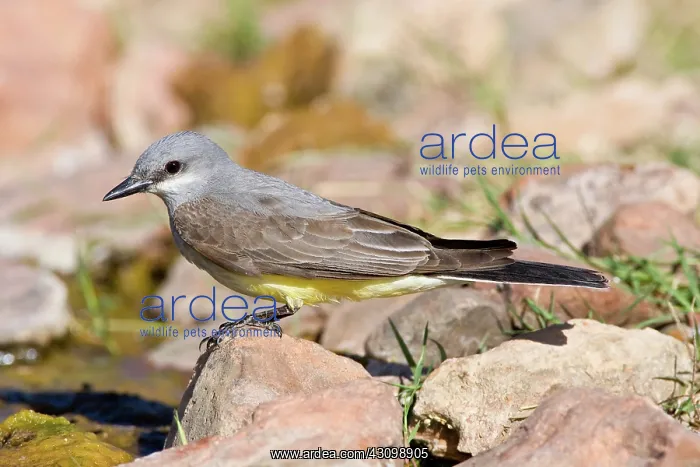 : Tropical Kingbird : Tropical Kingbird