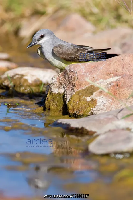 : Tropical Kingbird : Tropical Kingbird