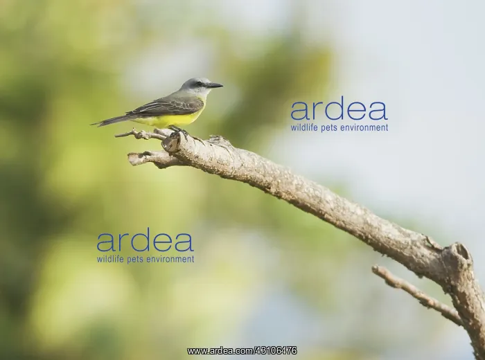 : Tropical kingbird : Tropical kingbird