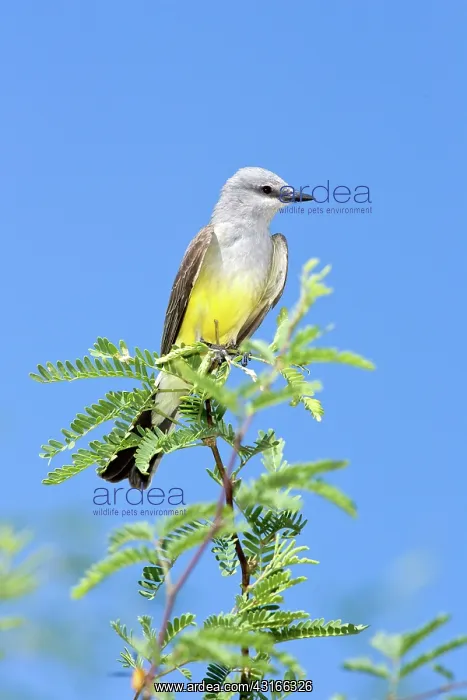  : Tropical Kingbird