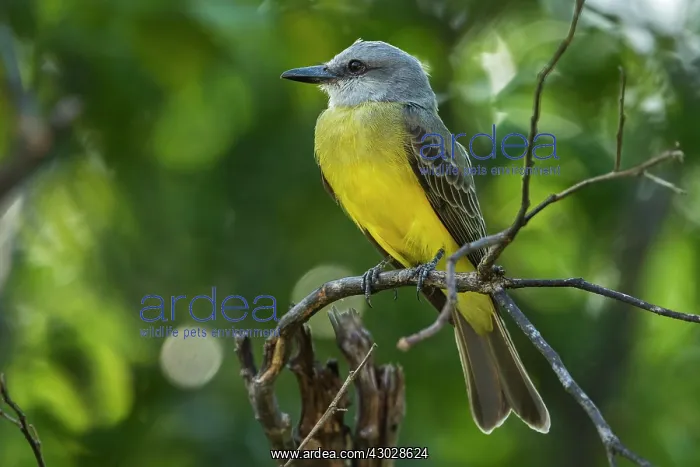  : Tropical Kingbird, Los Llanos, Colombia