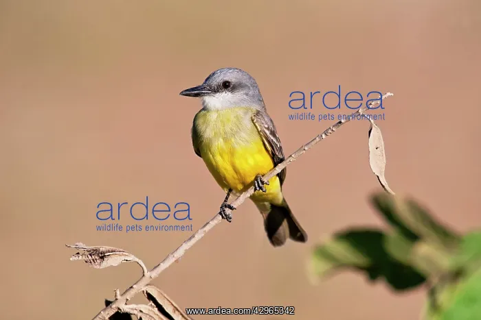 : Tropical Kingbird - March - Outside Sanblas : Tropical Kingbird - March - Outside Sanblas