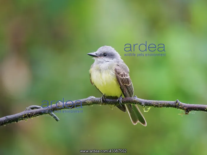 : Tropical Kingbird Tyrannus melancholicus Ecuador : Tropical Kingbird Tyrannus melancholicus Ecuador
