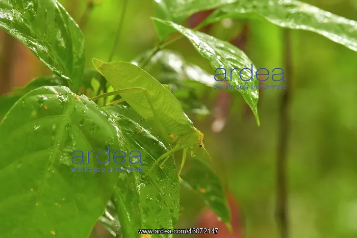 : Tropical leaf Grasshopper - Kaw Mountain - French : Tropical leaf Grasshopper - Kaw Mountain - French