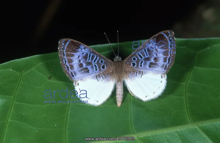 : Tropical Metalmark : Tropical Metalmark
