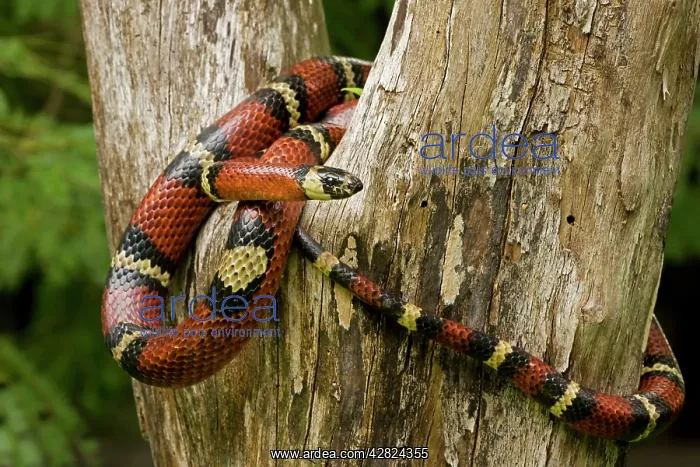 : Tropical Milk Snake / Milksnake : Tropical Milk Snake / Milksnake