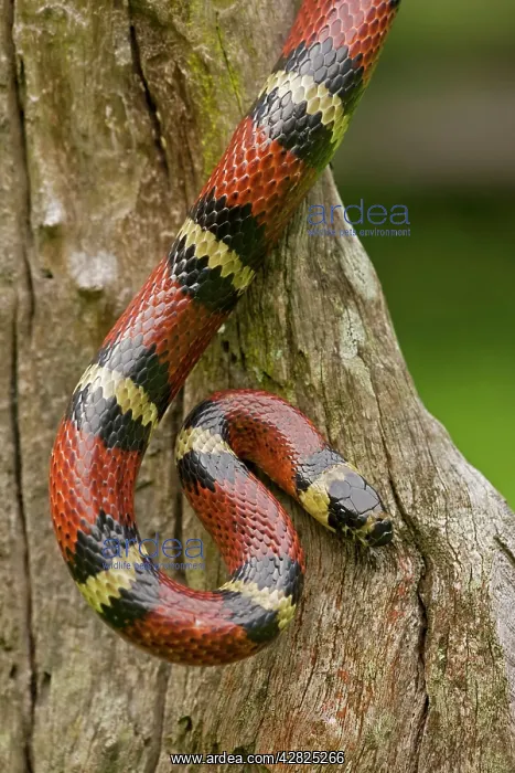: Tropical Milk Snake / Milksnake : Tropical Milk Snake / Milksnake