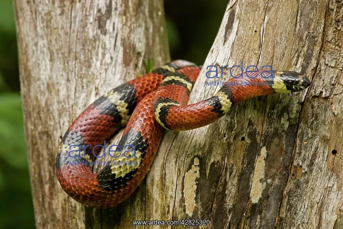 : Tropical Milk Snake / Milksnake : Tropical Milk Snake / Milksnake