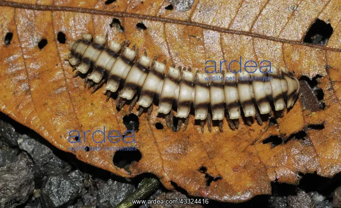 : Tropical millipede : Tropical millipede