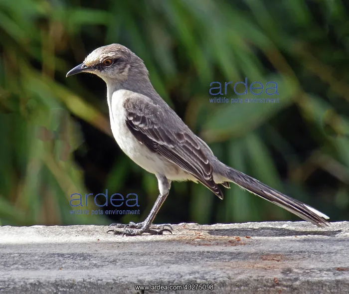 : Tropical Mocking Bird, Central America to Brazil : Tropical Mocking Bird, Central America to Brazil