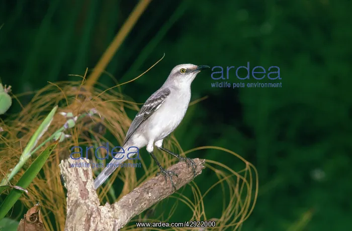 : TROPICAL MOCKINGBIRD : TROPICAL MOCKINGBIRD