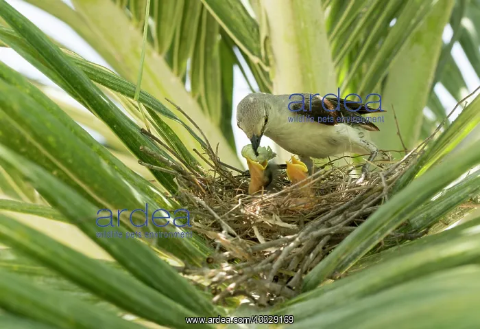  : Tropical mockingbird
