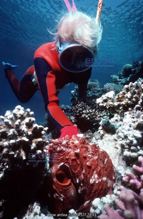 : TROPICAL OCTOPUS - with scuba diver : TROPICAL OCTOPUS - with scuba diver