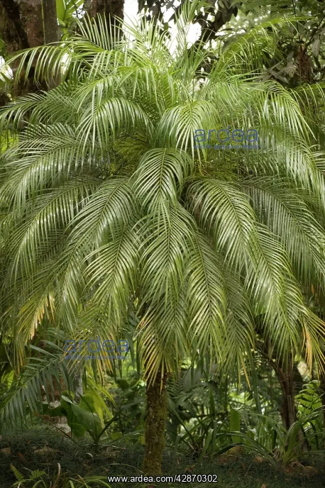 : A tropical Palm Tree : A tropical Palm Tree