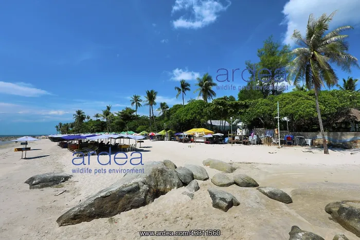 : Tropical palm tree beach at Hua Hin, Thailand : Tropical palm tree beach at Hua Hin, Thailand