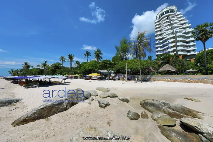  : Tropical palm tree beach at Hua Hin, Thailand