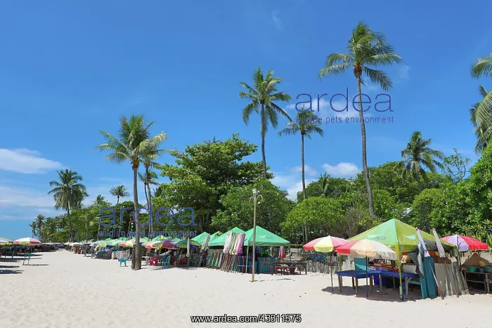 : Tropical palm tree beach at Hua Hin, Thailand : Tropical palm tree beach at Hua Hin, Thailand