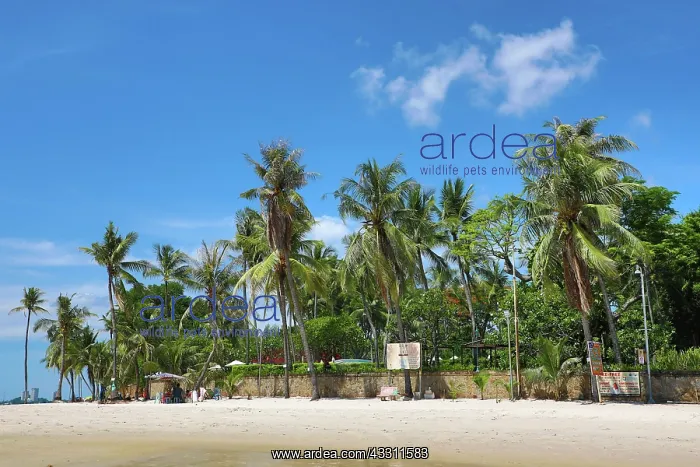 : Tropical palm tree beach at Hua Hin, Thailand : Tropical palm tree beach at Hua Hin, Thailand
