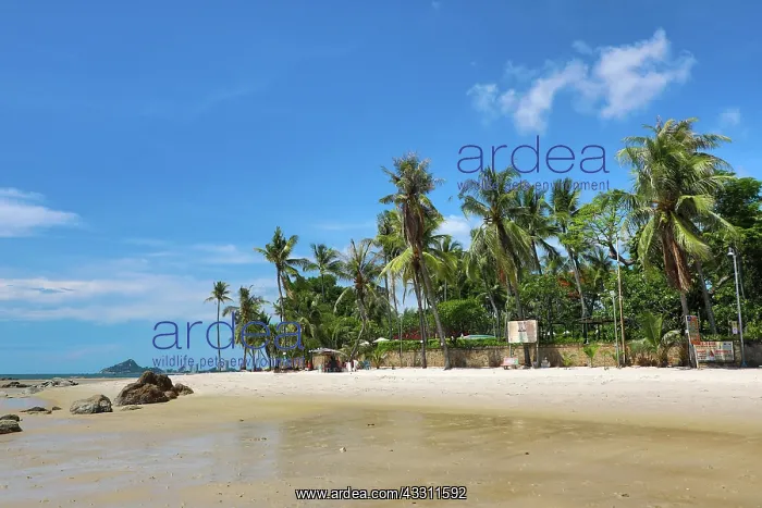 : Tropical palm tree beach at Hua Hin, Thailand : Tropical palm tree beach at Hua Hin, Thailand